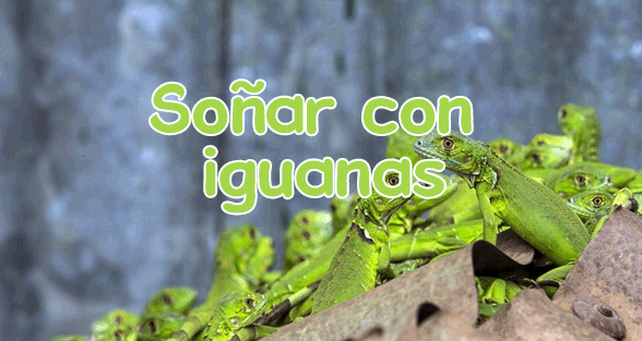 soñar con iguanas